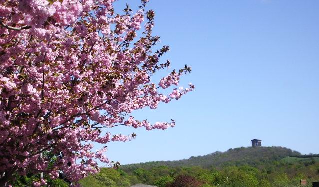 Cherry Blossom Penshaw Monumen