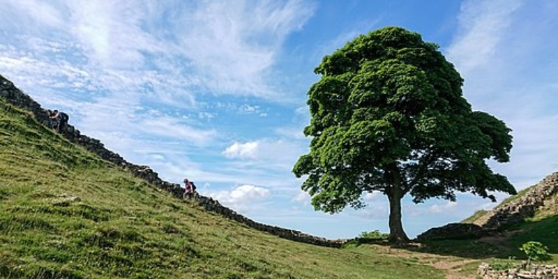 Sycamore Tree  